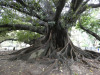 Reusachtige ficus in stadsparkje, Buenos Aires