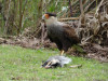 Kuifcaracara verschalkt een opossum