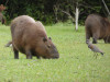 1100634_copy_1600x1200