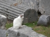 Spoleto