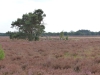 Leende - Groote Heide