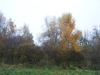 grster_20121110_005
