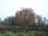 grster_20121110_028
