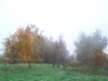 grster_20121110_033