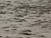 Deltebre
