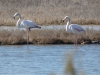 Deltebre