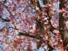 1080546_FHD
